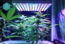 CBD Blüten günstig